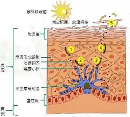 美白法寶