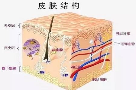 為什么瘦人也會有“肥胖紋”？