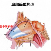 隆鼻術醫院哪些專業靠譜，鼻中隔軟骨隆鼻價格是多少